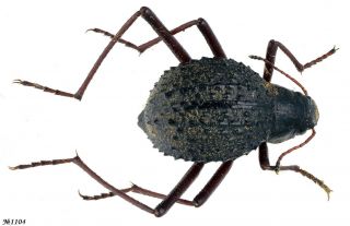 Coleoptera Tenebrionidae Gen.  Sp.  South Africa 9mm
