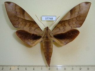 37748p Sphingidae Clanis Undulosa Gigantea Vietnam