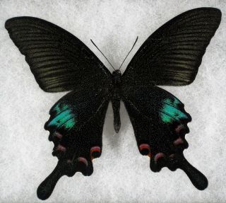 Insect/butterfly/ Papilio Polytor - Male 3.  5 "