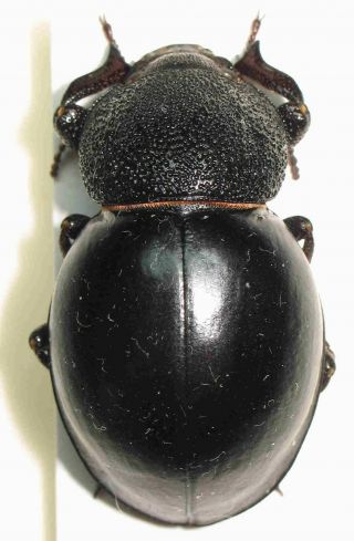 Tenebrionidae,  Psammodes ? Sp.  406 (zimbabwe) - Very Rare,  Cca 3,  2 Cm