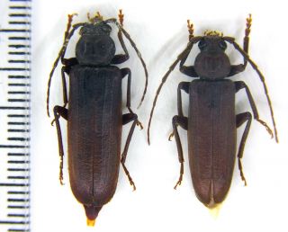 Cerambycidae Arhopalus (arhopalus) Rusticus Rusticus Nw Russia Pair