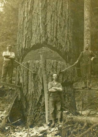 Ca.  1915 Occupational Logger S Photo W Giant Sequoia Redwood Tree,  2 - Man Saw,  Ax