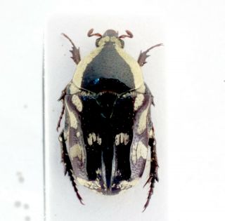 Coleoptera Beetles Cetoniidae Stalagmosoma Cynanki