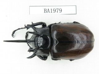 Beetle.  Eupatorus Sp.  China,  Se Of Yunnan,  Jinping County.  1m.  Ba1979.