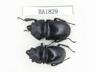 Beetle.  Neolucanus Sp.  China,  C Yunnan,  N Mt.  Ailaoshan.  2m.  Ba1829.