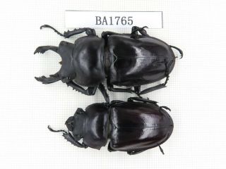 Beetle.  Neolucanus Sp.  China,  Guizhou,  Mt.  Miaoling.  1p.  Ba1765.