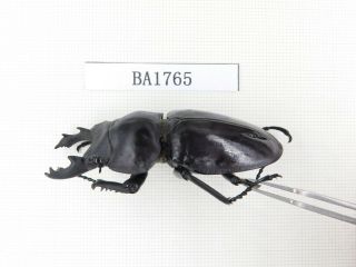 Beetle.  Neolucanus sp.  China,  Guizhou,  Mt.  Miaoling.  1P.  BA1765. 2
