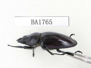 Beetle.  Neolucanus sp.  China,  Guizhou,  Mt.  Miaoling.  1P.  BA1765. 3