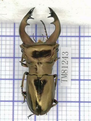 Lucanidae Tm81243 Cyclommatus Speciosus Anepsius 49mm Indonesia
