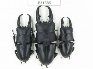 Beetle.  Dorcus Titanus Ssp.  China,  Guizhou,  Mt.  Leigongshan.  3m.  Ba1686.