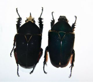 Mecynorrhina Ugandensis,  Pair,  Male A 59 Mm,  Female A2