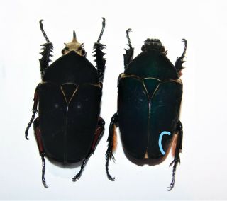 Mecynorrhina ugandensis,  pair,  male A 59 mm,  female A2 2