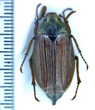 Scarabaeidae Melolonthinae Melolontha Pectoralis Se Azerbaijan Talysh Male