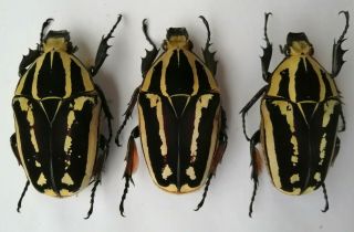 Mecynorrhina Ugandensis,  Females A 53,  54,  53 Mm