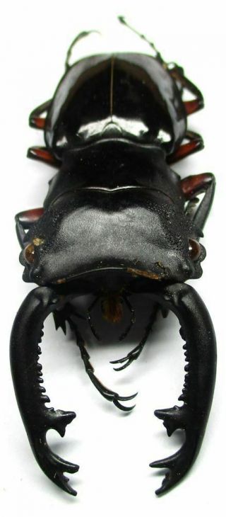B002 Pa : Lucanidae: Odontolabis Imperialis Komorii Male 60.  5mm