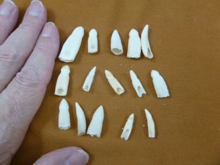 (g370 - 44) 15 Gator Alligator Aligator Tooth Teeth Make Own Jewelry Mixed Sizes