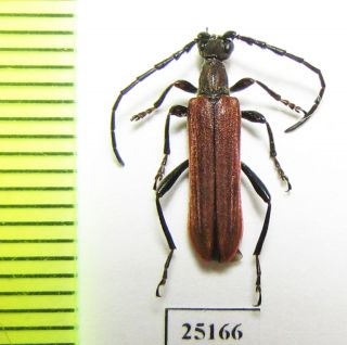 Cerambycidae,  Corennys Caduca,  China,  Gansu