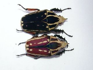 Mecynorrhina Ugandensis,  2 Males A,  52,  49 Mm