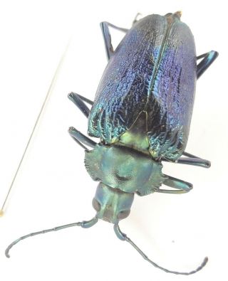 Coleoptera/cerambydae/prioninae Charmallaspis Pulcherrhimu Sp 32 From Peru