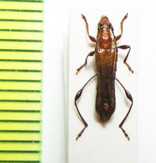Cerambycidae,  Kurarua Constrictipennis,  Taiwan