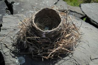 Real Birds Nest,  8” Made With Mud,  Alpaca Fiber,  Hay Robin Ne Pa