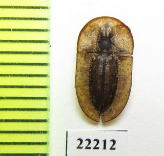 Tenebrionidae,  Cossyphus Sp. ,  Ethiopia