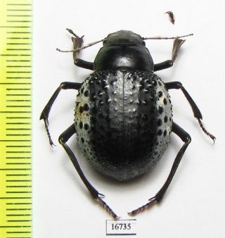 Tenebrionidae,  Pisterotarsa Kiritschenkoi,  Uzbekistan