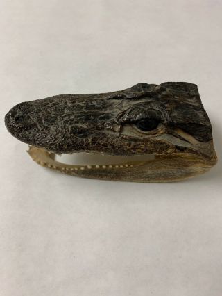 Vintage Real Alligator Gator Head Skull Taxidermy W/ Real Teeth 5 Inch Long