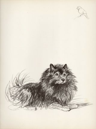 Keeshond And Small Bird Old 1937 Dog Art Sketch Print Artist Lucy Dawson " Mac "