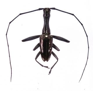 Gnoma Sp.  - Cerambycidae 25mm From Arfak Mountain,  West Papua,  Indonesia
