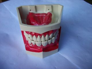 Vintage Columbia Dentoform Corp.  Teeth Set