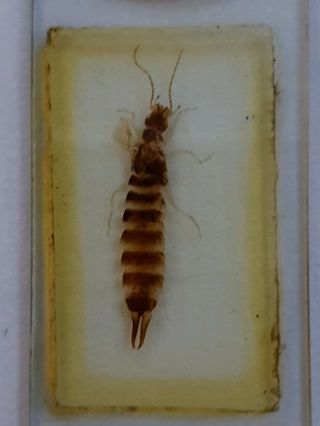 Fine Antique Whole Insect Microscope Slide " Earwig "