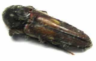 J009 Sa : Eucnemidae Species? 7.  5mm