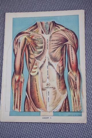 E.  J.  Stanley 1916 Anatomy Prints Body Parts/ Open Fold Out / Multi Layers / 2pg
