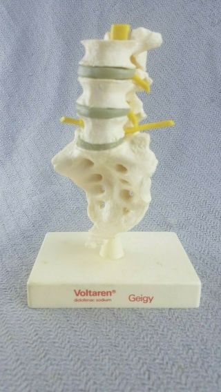 Vintage Coccyx Bone Medical Display Advertising Articulated Voltaren Pain Relief