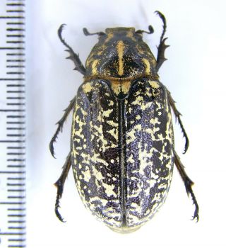 Scarabaeidae Melolonthinae Polyphylla (polyphylla) Fullo Se Ukraine Female