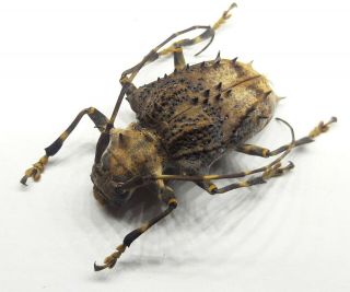 Cerambycidae/cerambycinae Polyrhaphis From Brazil