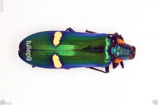 Buprestidae - Beetle - Megaloxantha Bicolor Nigricornis (morf) - Tapah - Malaysia