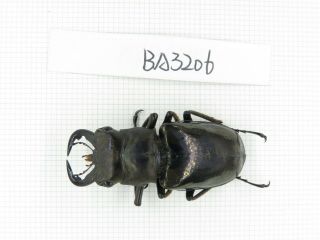 Beetle.  Eolucanus Sp.  Myanmar,  Kechin,  Nanse.  1m.  Ba3206.