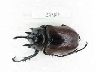 Beetle.  Eupatorus Sp.  China,  W Yunnan,  Tengchong.  1m.  Ba3124.