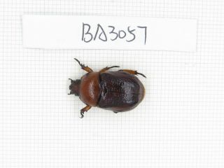 Beetle.  Rutelidae Sp.  China,  Yunnan,  Longchuan County.  1pcs.  Ba3057.