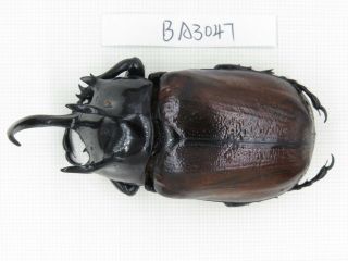 Beetle.  Eupatorus Sp.  China,  Yunnan,  Yingjiang County.  1m.  Ba3047.