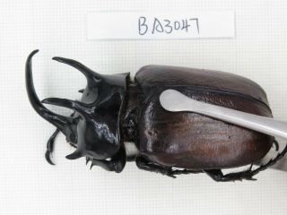 Beetle.  Eupatorus sp.  China,  Yunnan,  Yingjiang county.  1M.  BA3047. 2