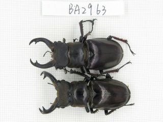 Beetle.  Lucanus Langi.  China,  Tibet,  Motuo.  2m.  Ba2963.