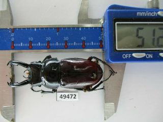 49472 Lucanidae: Pseudorhaetus Oberthuri.  Vietnam North