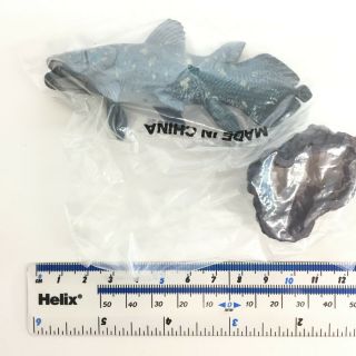 Colorata Fossil Fish Mini Figure Coelacanth import Japan 3