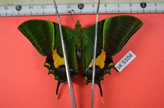 Sk 5104 Unmounted Butterfly Teinopalpus Imperialis Herteri Central Vn