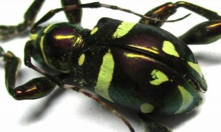 005 Mi : Cerambycidae: Doliops Species? Male 10.  5mm A -