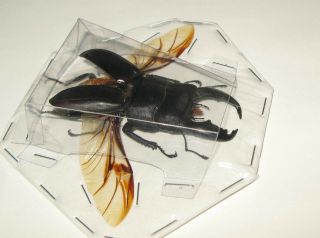Real giant stag beetle for frame Dorcus titanus spread Taxidermy entomology 3