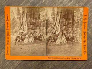 California Stereoview One Of The Sentinels Calaveras Co By Scripture 1870s